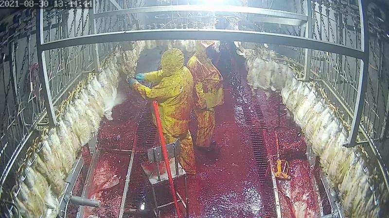 A view of a slaughterhouse with an extremely bloody floor and line of chickens hanging on either side. Workers’ uniforms are covered in blood and one worker is manually slaughtering a chicken with a knife.