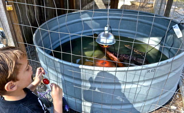 alligators rescued by new orleans swamp tour 