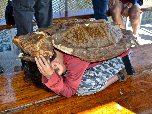 turtle fun - jean lafitte swamp tours