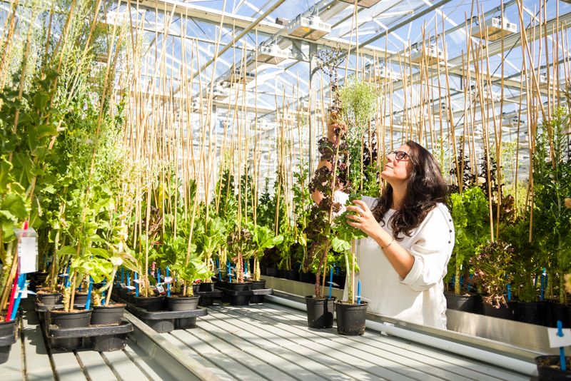 A woman inside a sunny greenhouse inspecting a tall lettuce plant.