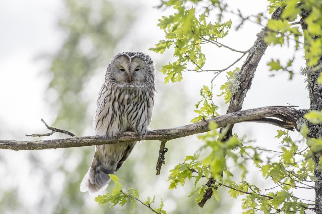 Alabama has an owl, but how do you care for it?