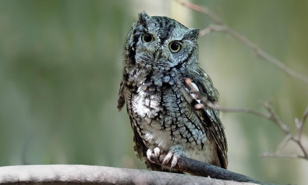 Alabama has an owl, but how do you care for it?