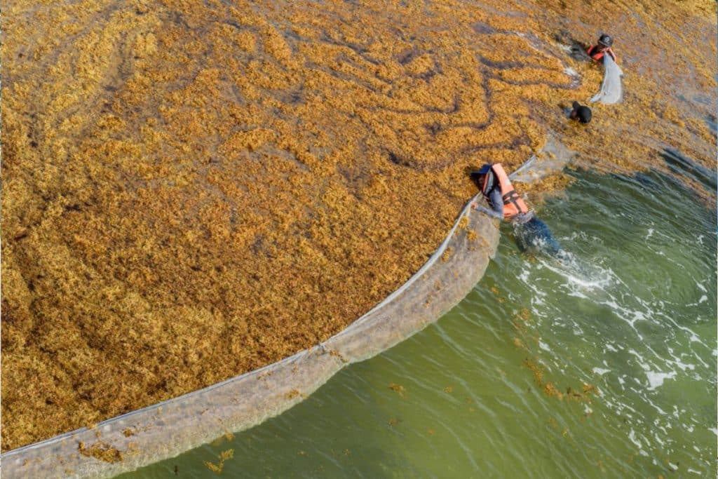 Mexican Navy Adds Over 9,000 Meters of Anti-Sargassum Barriers to The Caribbean