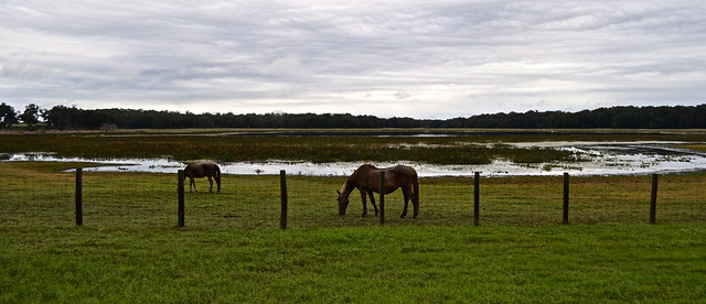 horses