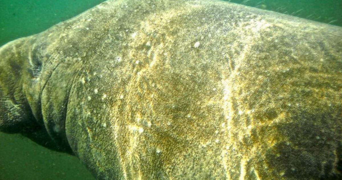 Five Important Facts to Know Before You Swim With Manatees