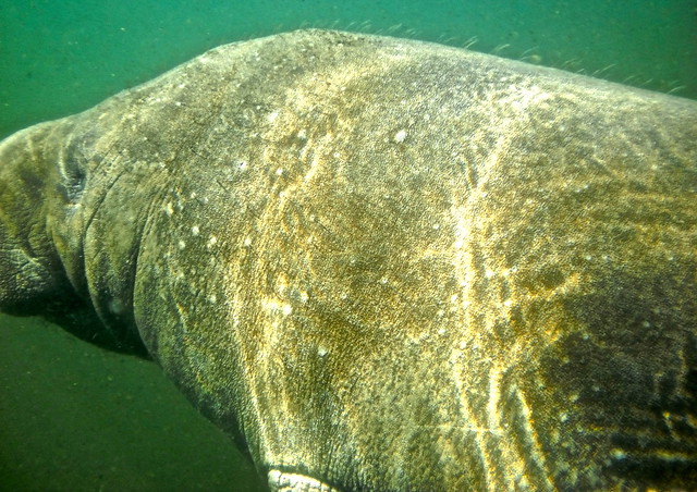 how to swim with manatee in florida