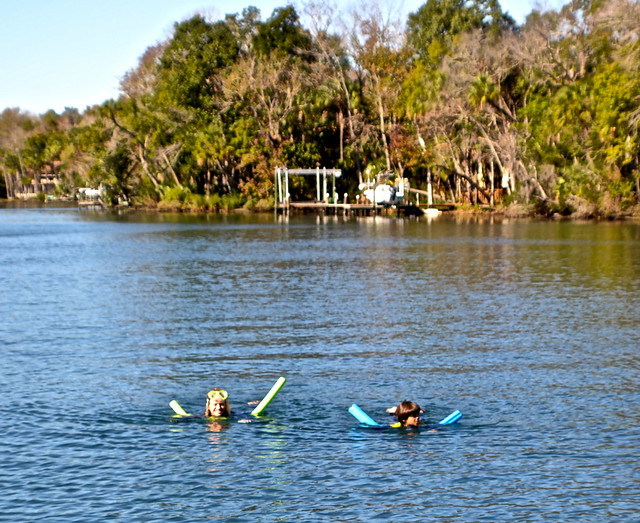 mama and son swimming with manatee at crystal river florida