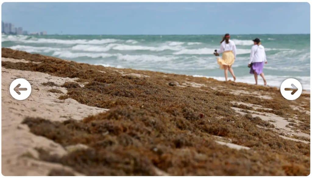 Large amounts of Sargassum Seaweed Washing Ashore Florida Beaches