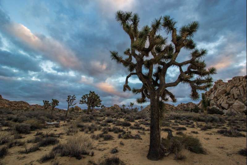 Sunset in Joshua Tree National Park