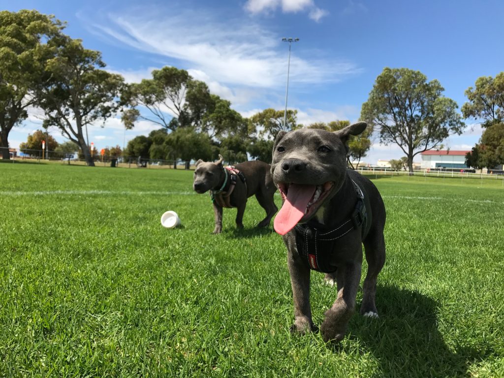 Dog Park Etiquette: What to Do and What Not To Do