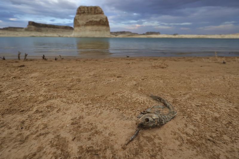 Photo of dead fish on a beach in Lake Powell.