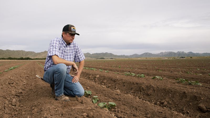 A man in jeans and a checked short-sleeved shirt kneels next to a long row of mounded soil, where small green plants are growing.