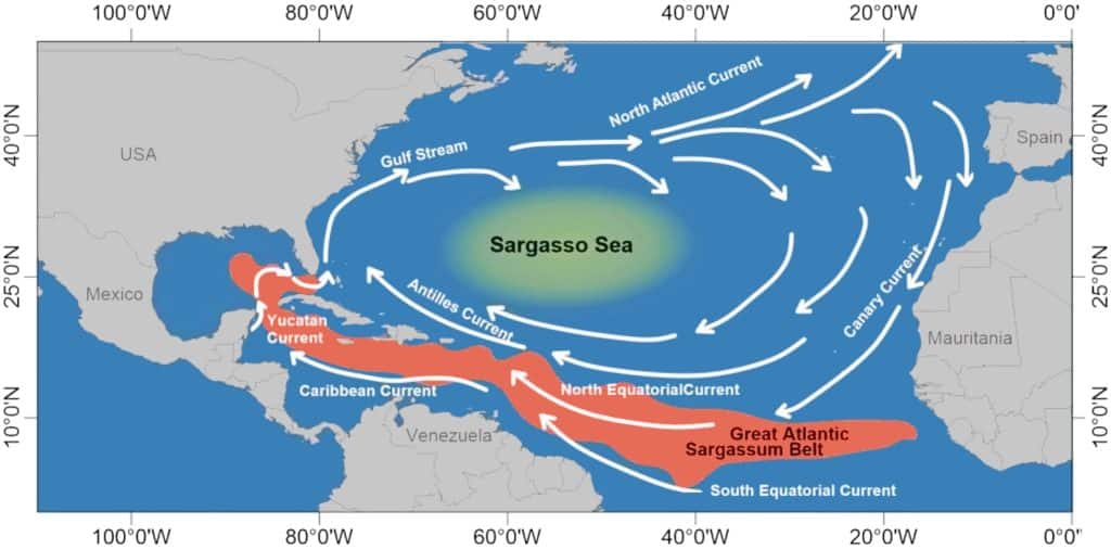 What is Sargassum and why it's coming to Florida?