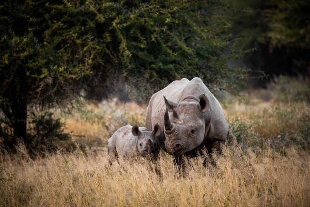 What is the best plan for a place like Kruger National Park