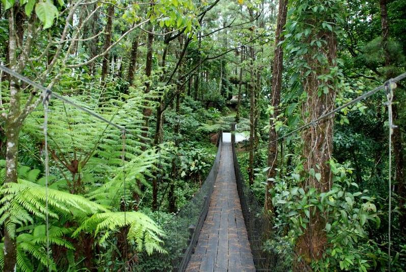 hanging bridge in arenal la fortuna