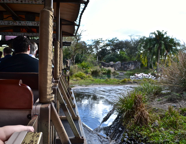 safari at the disney animal kingdom in orlando fl