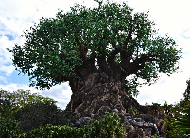 big tree at the animal kingdom