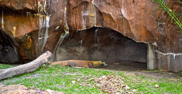 komodo dragons at the animals kingdom of disney