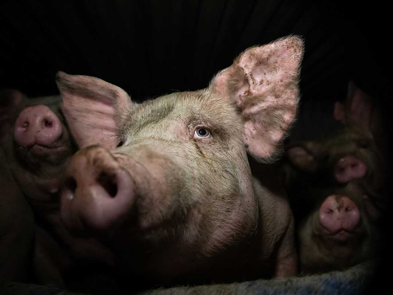 A close-up of a few pigs on a transport truck.