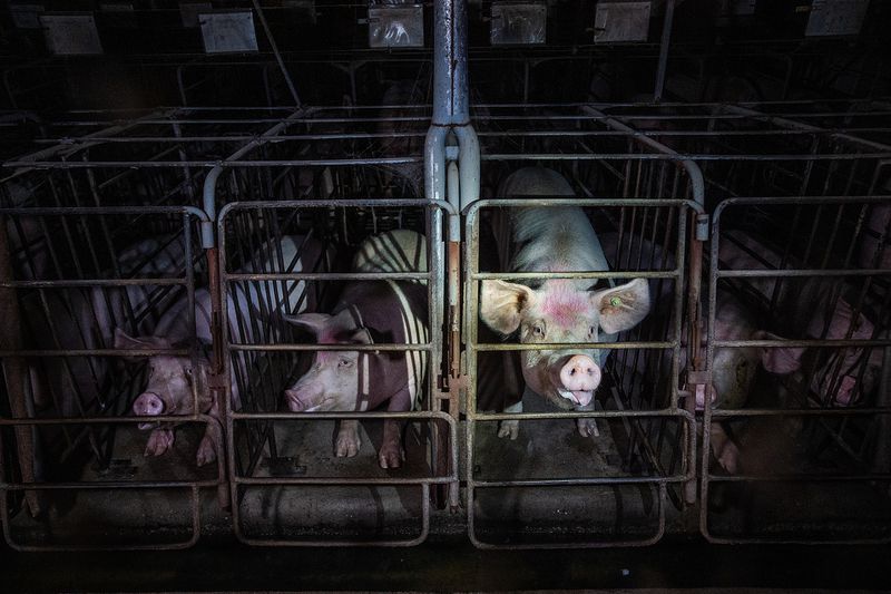 Five pigs in gestation crates — small enclosures that breeding pigs live in for most of their lives.