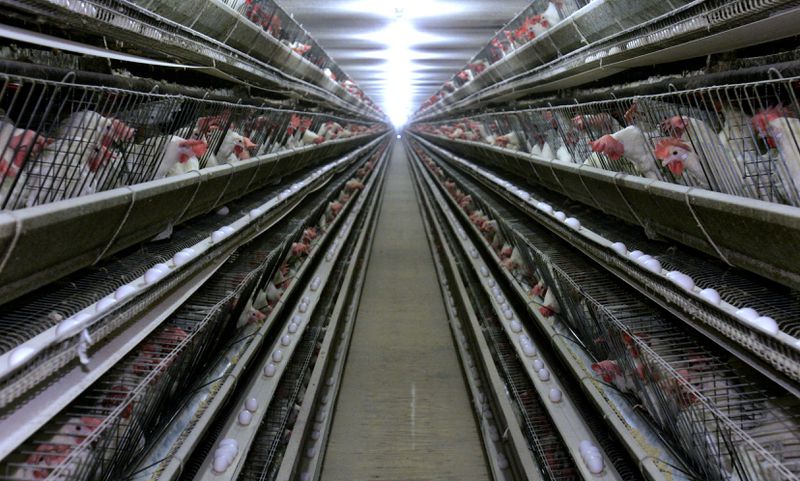 Rows of hens in cages.