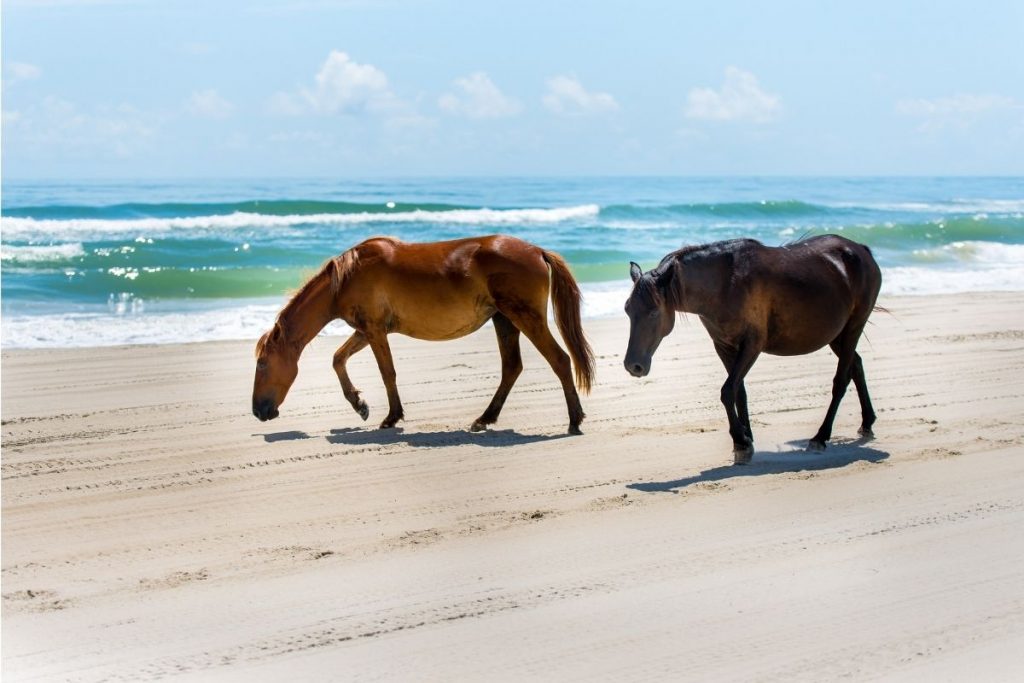 Visit the 11 best beaches in North Carolina in March 2023