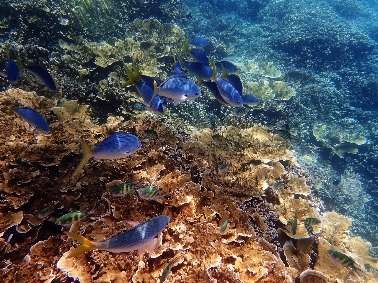 The Great Barrier Reef