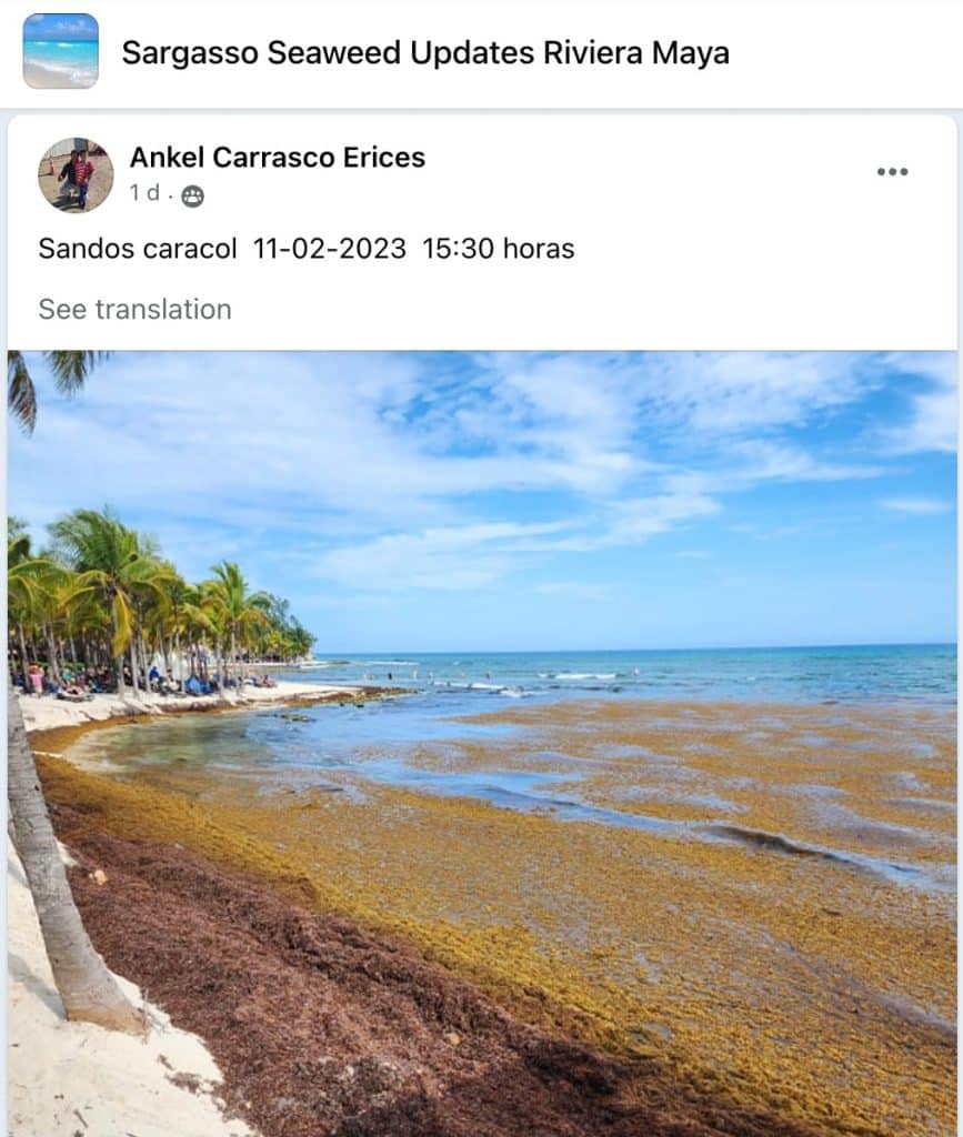 Sargassum invades the beaches around Cancun, causing a red alert.