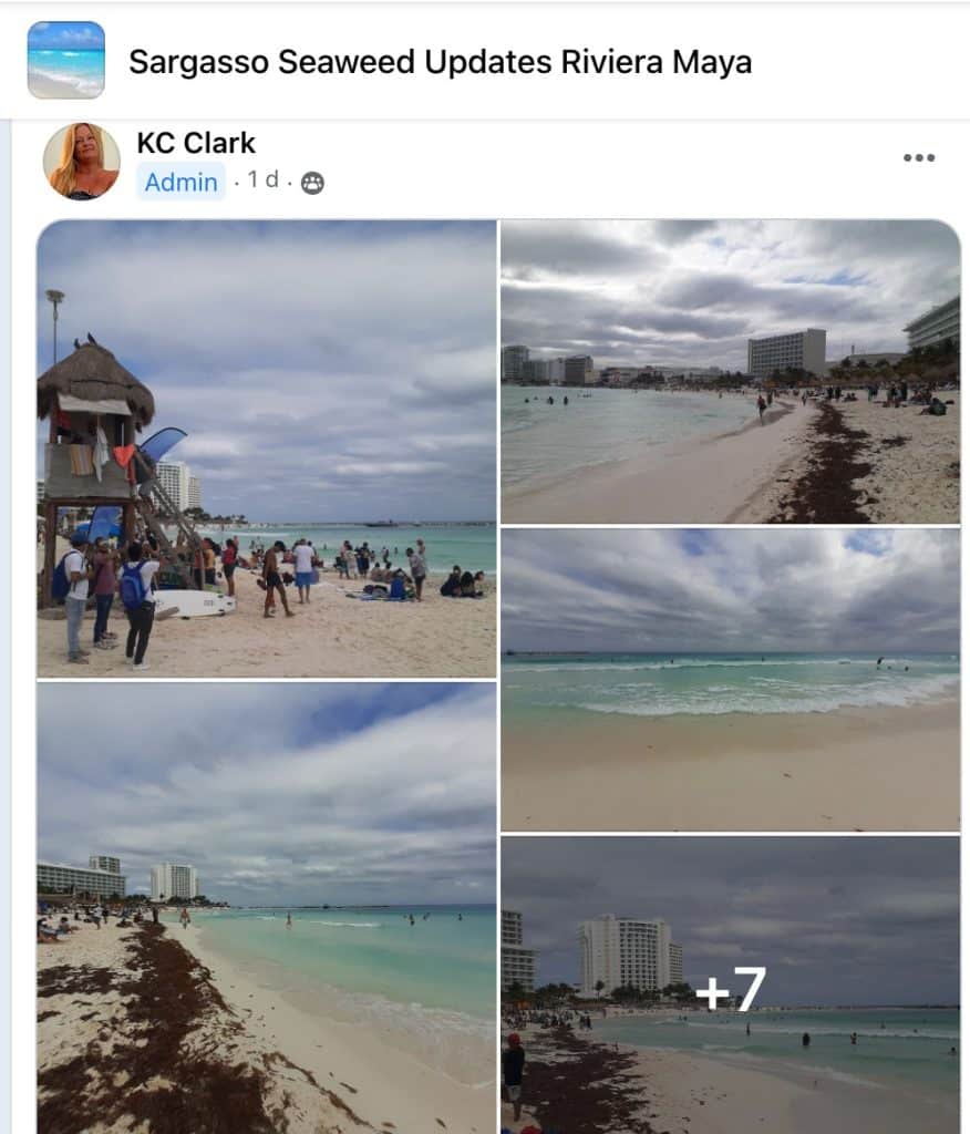 Sargassum invades the beaches around Cancun, causing a red alert.