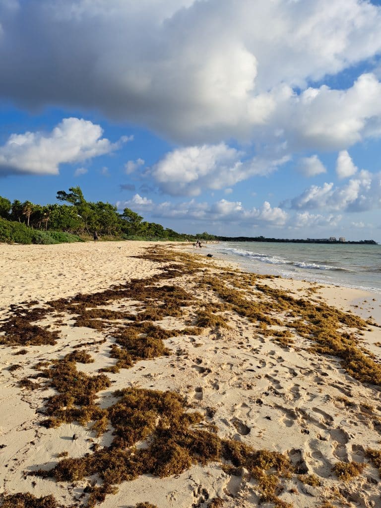 First 7 Cancun Beaches Affected By Sargassum So Far In 2023