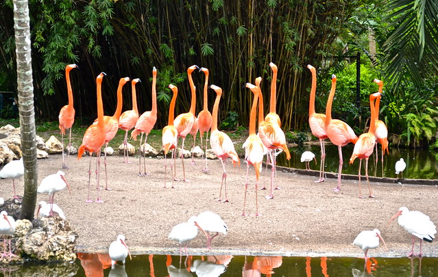 flamingos at flamingos gardens in florida