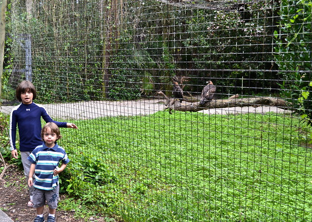 watching animals a flamingo zoo florida 