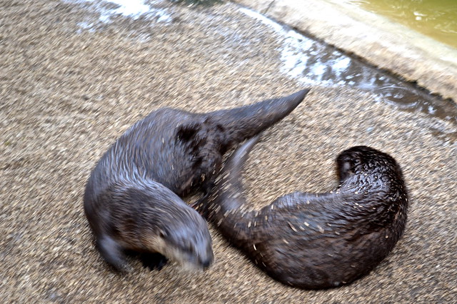 otters at flamingo zoo florida 