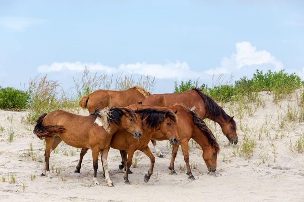 The 12 best beaches in VIRGINIA for Summer 2023