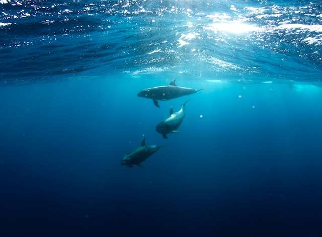 Dive into Adventure and Discover Dolphin Tours Like Never Before