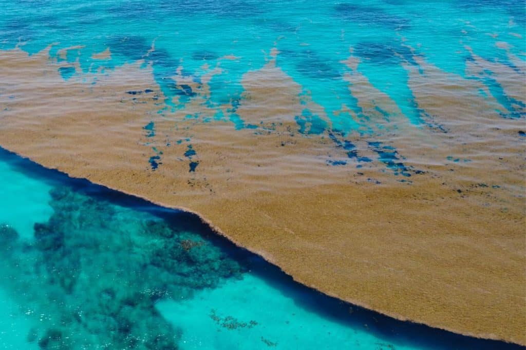 5,000-Mile-Long Seaweed Blob Heading To Florida, Mexico, And Dominican Republic