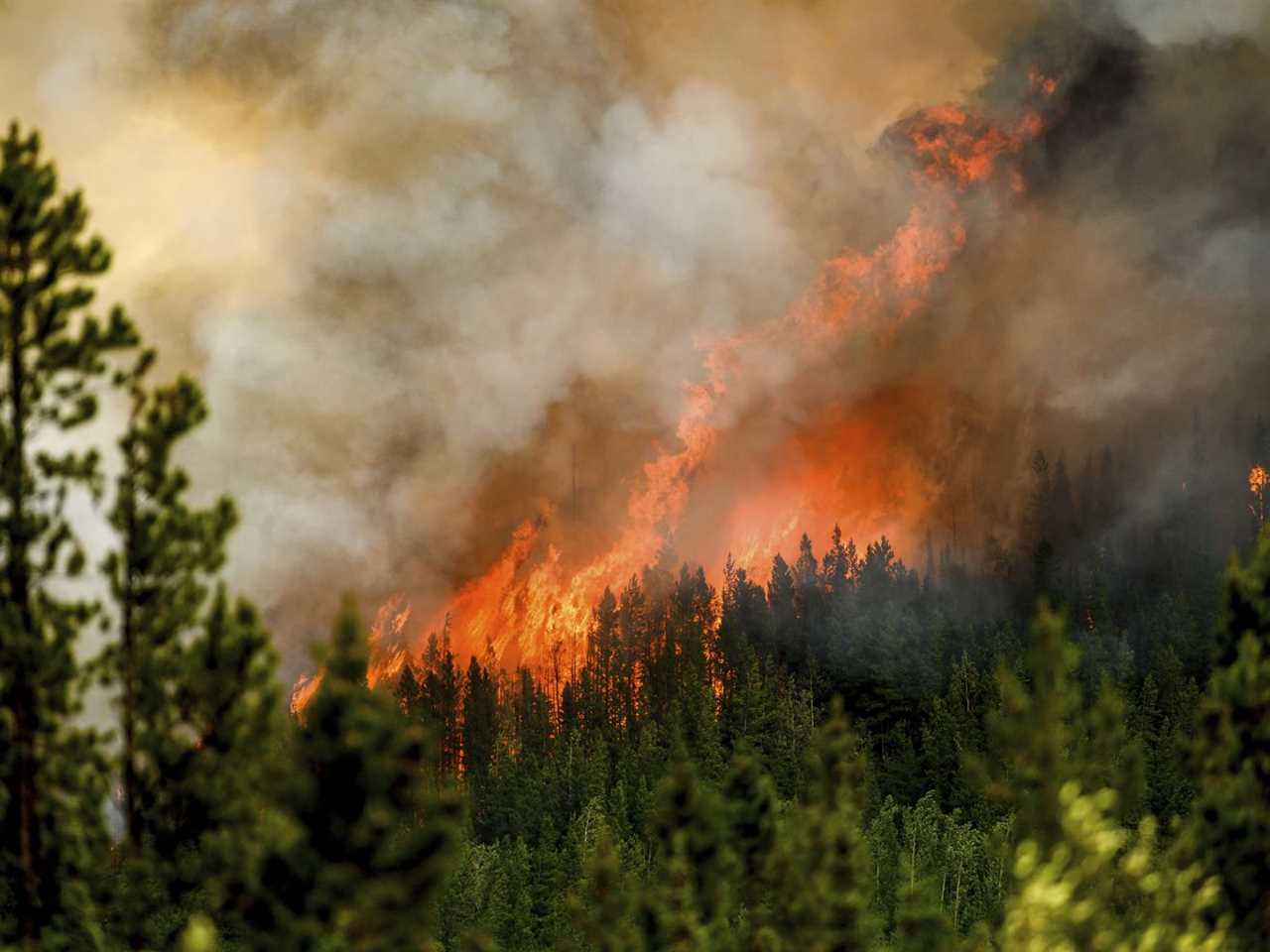 Animals use ingenious techniques to survive wildfires