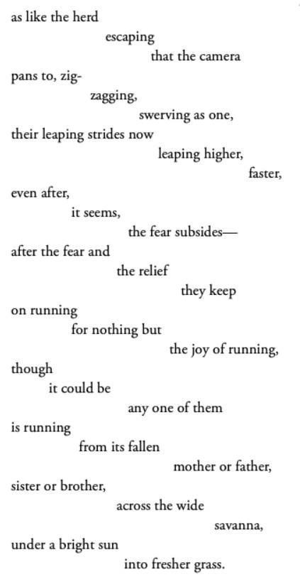 poem excerpt: as like the herd/escaping/that the camera/pans to, zig-/zagging,/swerving as/one,/their leaping strides now/leaping higher,/faster,/even after,/it seems,/the fear subsides—/after the fear and/the relief/they keep/on running/for nothing but/the joy of running/though/it could be/any one of them/is running/from its fallen/mother or father/sister or brother/across the wide/savanna/under a bright sun/into fresher grass.