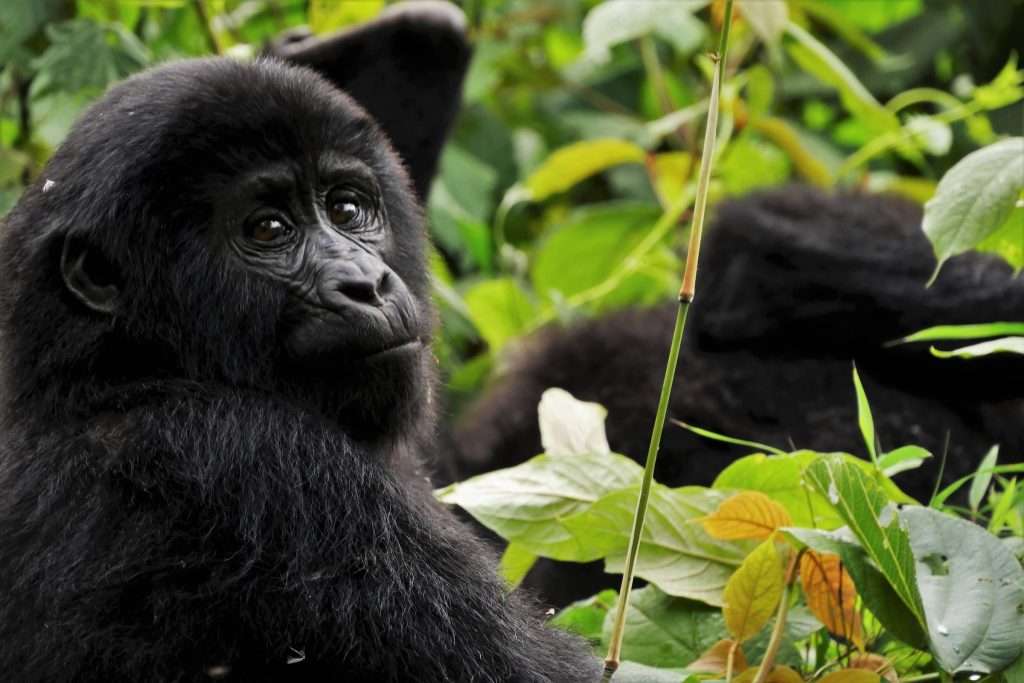 Exploring Uganda: Best Places to Visit with Gorillas