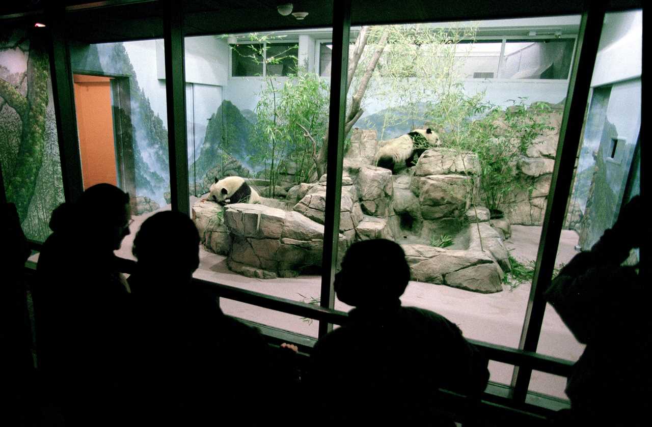 Washington's Pandas are facing a new Cold War