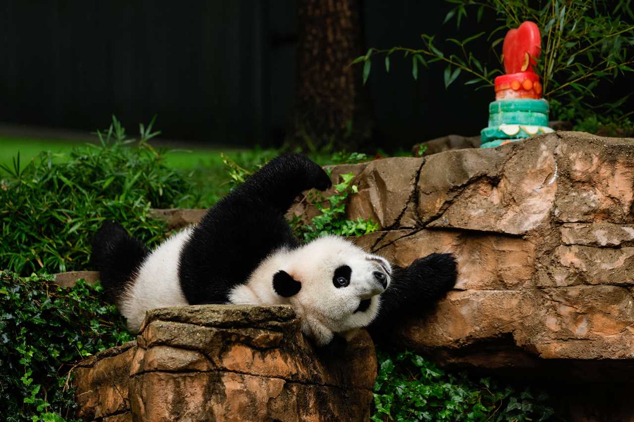 Washington's Pandas are facing a new Cold War