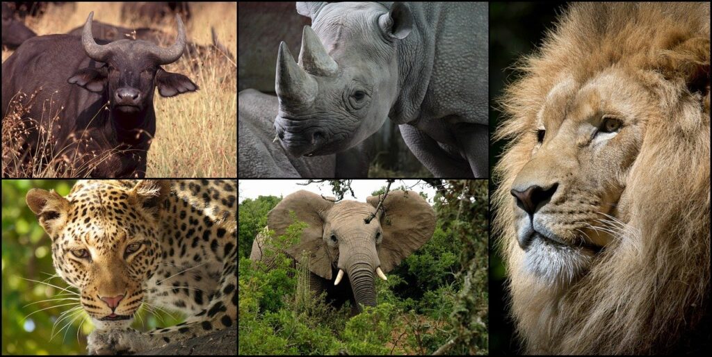 Tanzania The big five tourism