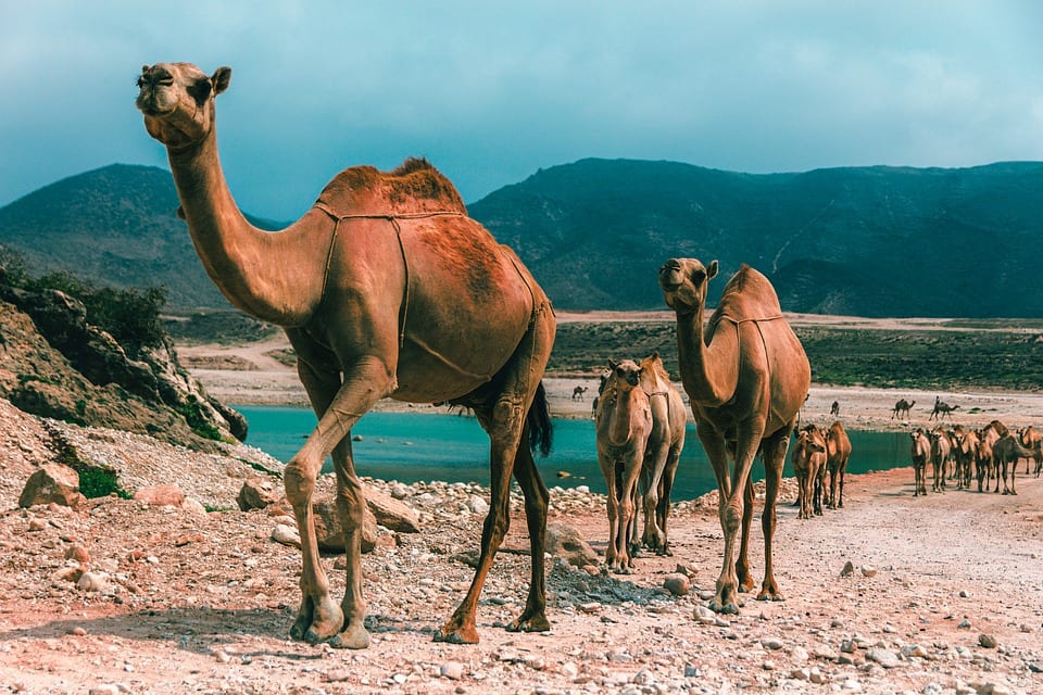 Camels in Salalah Oman