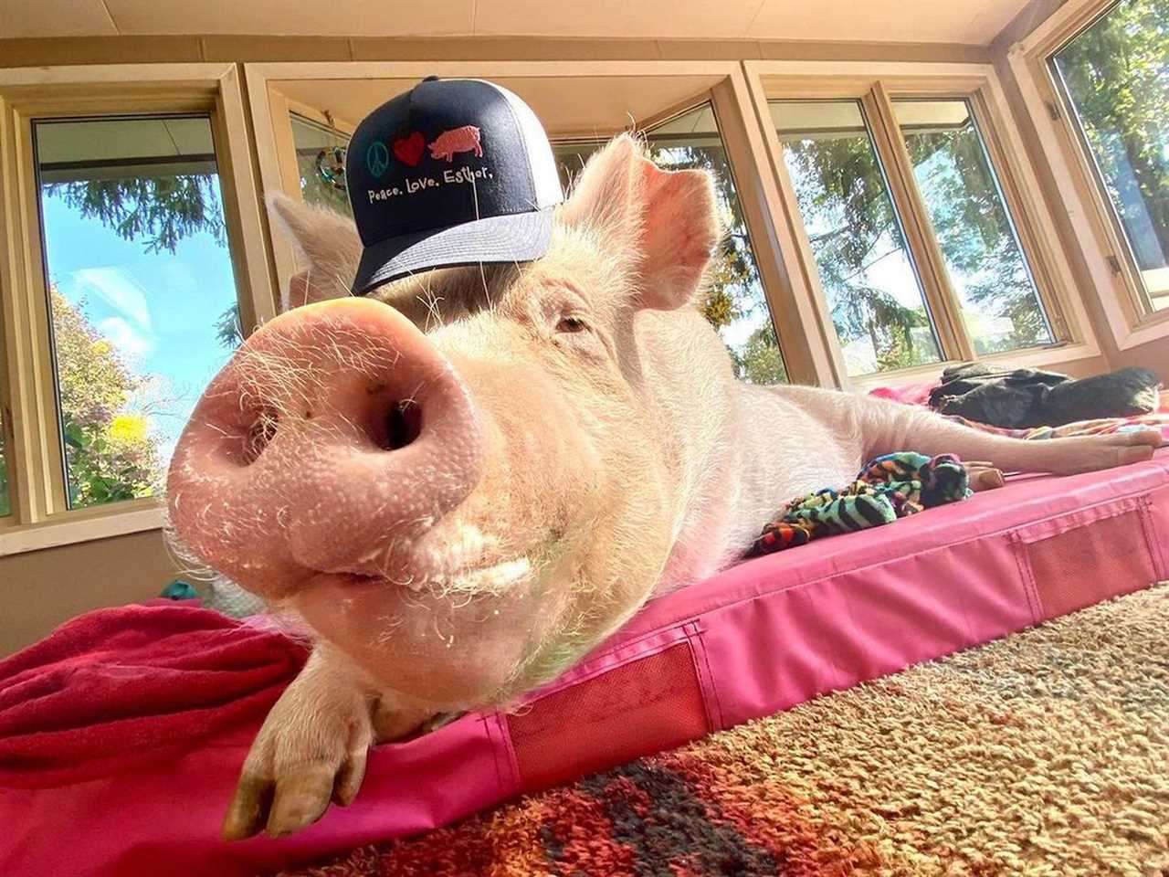 Esther the Wonder Pig lounges, wearing a baseball cap that says “Peace, love, Esther.”