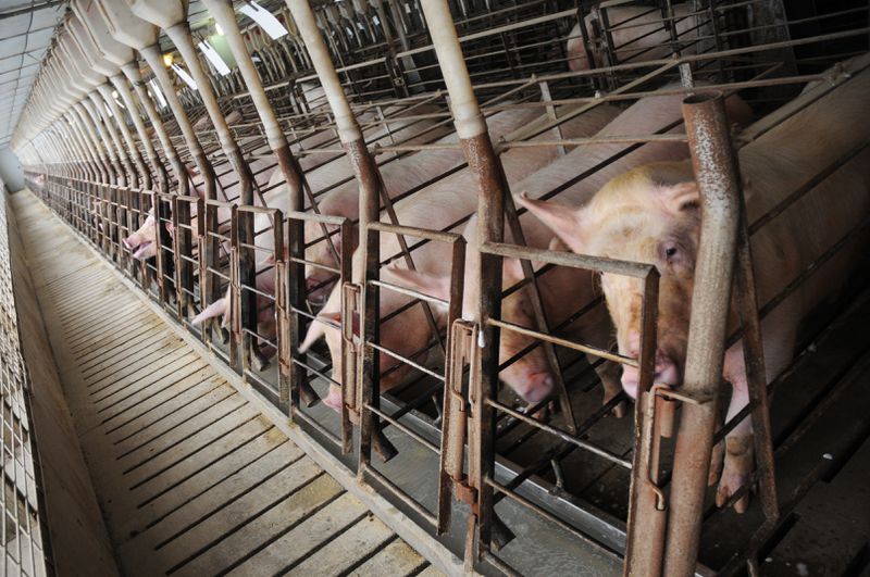 A row of sows in crates that are barely big enough for them to stand in.