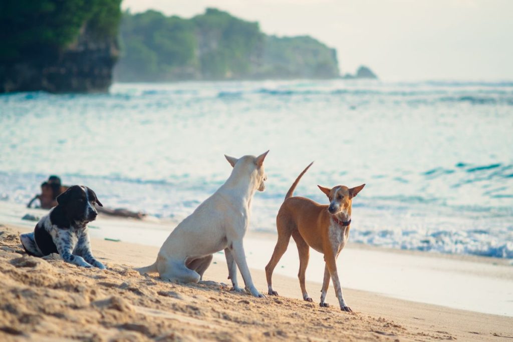 Bali's Street Dogs