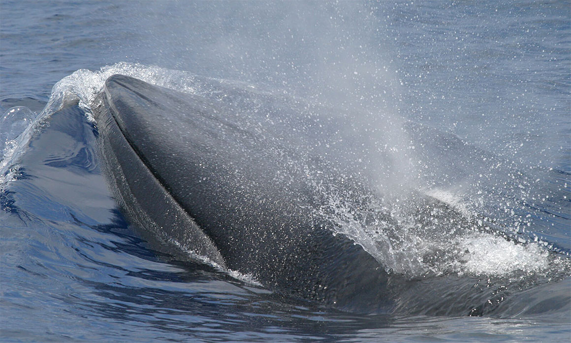 Biden, Trump and ... whales? The GOP obsesses on blubbery sea mammals.