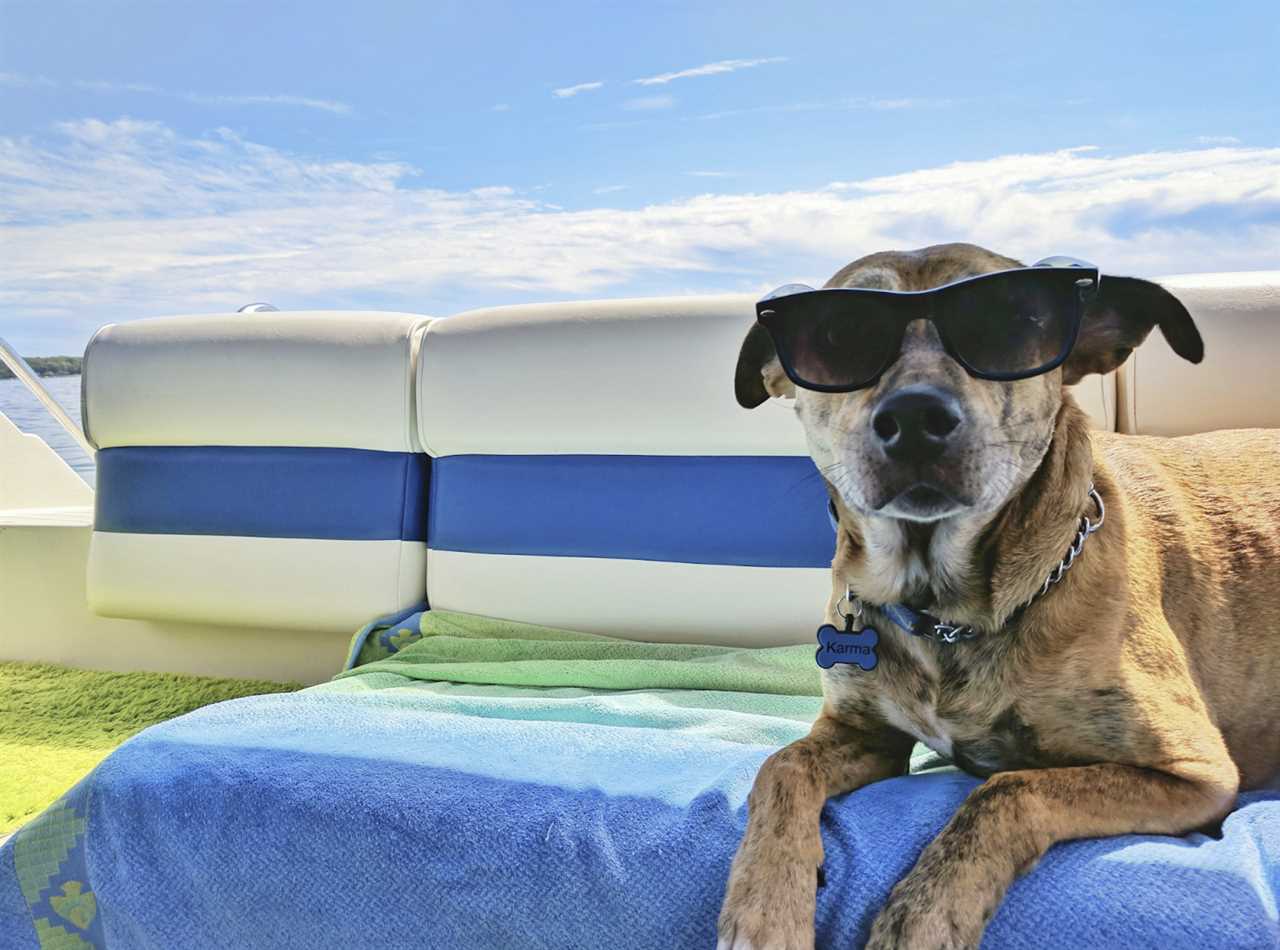 Providing Smooth, Stress-Free Travel Experiences for Pets