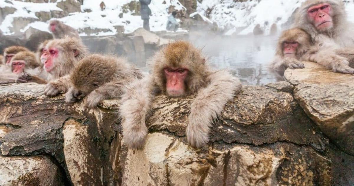 This Hidden Gem Is Where You Can Watch Monkeys Soak In