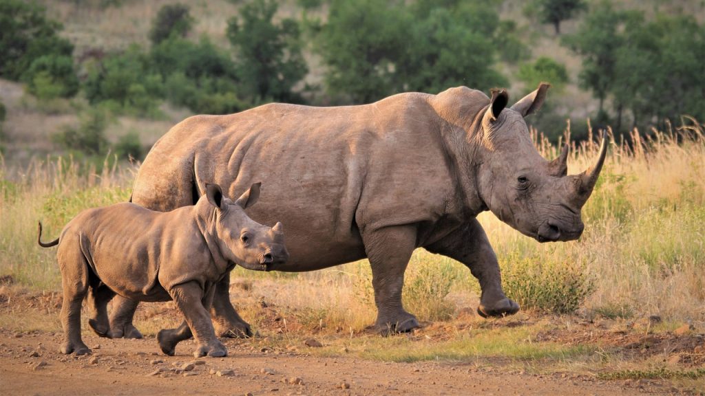 Family Friendly Wildlife Parks in Africa